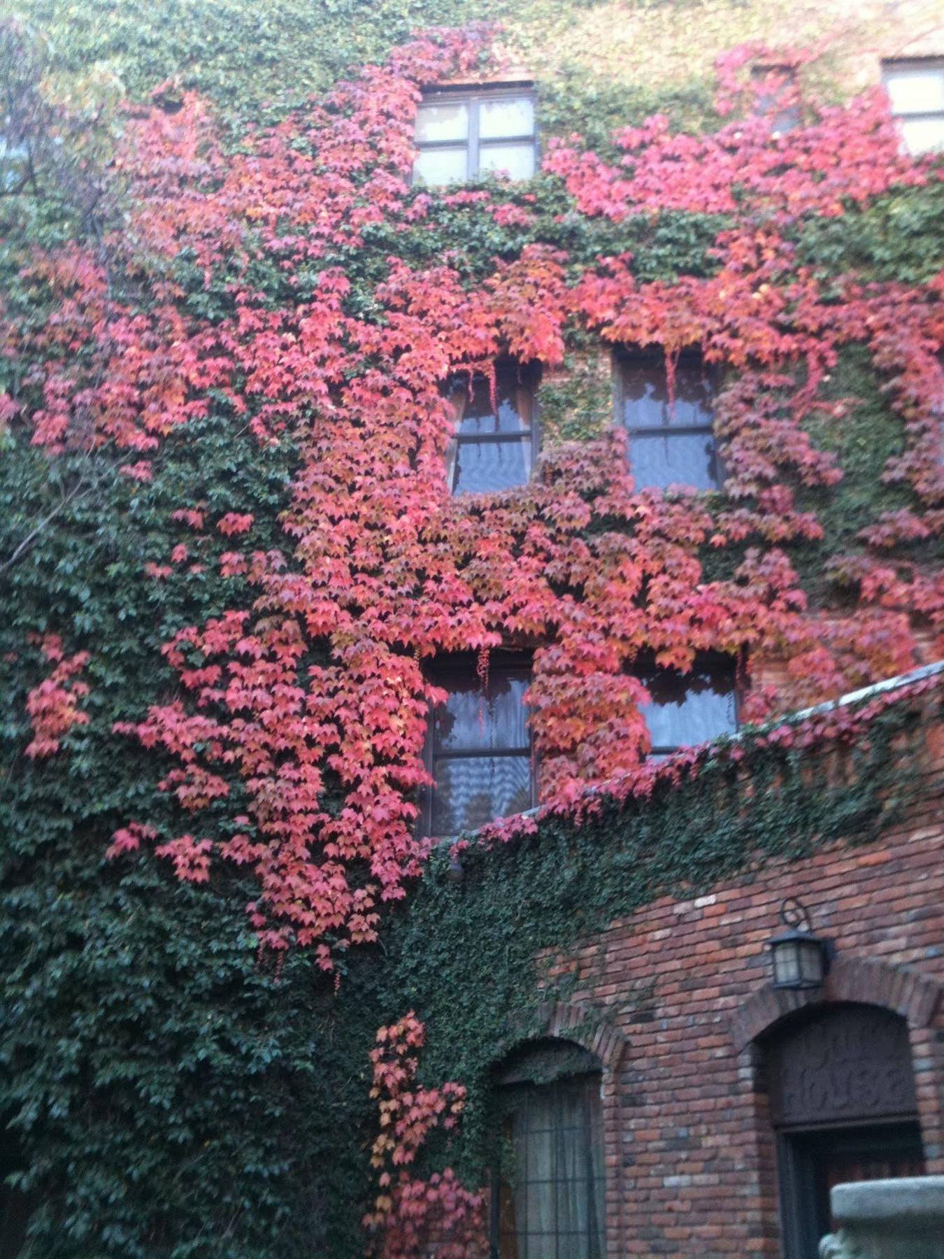 Historic Cary House Hotel Placerville Εξωτερικό φωτογραφία